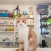 Meili Vet - Cabinet Veterinar